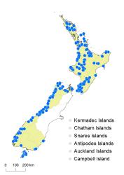 Hymenophyllum frankliniae distribution map based on databased records at AK, CHR, OTA and WELT. 
 Image: K. Boardman © Landcare Research 2016 CC BY 3.0 NZ